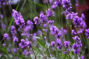 Lavendel: Nicht nur hübsch anzusehen, sondern auch therapeutisch vielseitig