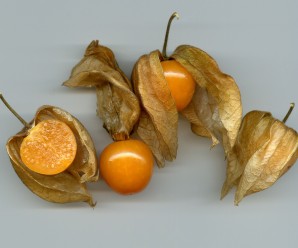 Andenbeere, Kapstachelbeere, Physalis peru, goldene Beere: eine Frucht mit vielen Namen und gesundheitlichen Vorteilen