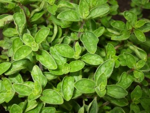 Oregano: beliebtes Pizzagewürz und Heilmittel in einem
