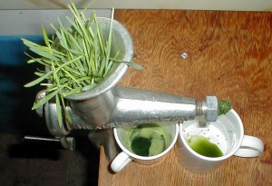Frischer Weizengrassaft: Eine Schatzkammer an Nährstoffen