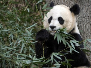 Nicht nur für Pandas: Eukalyptus und seine vielen gesundheitlichen Vorzüge