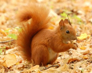 Vorräte anlegen ist längst nicht nur für Eichhörnchen