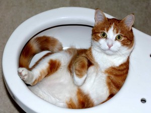 Toilette zu, nicht nur der Katze wegen!