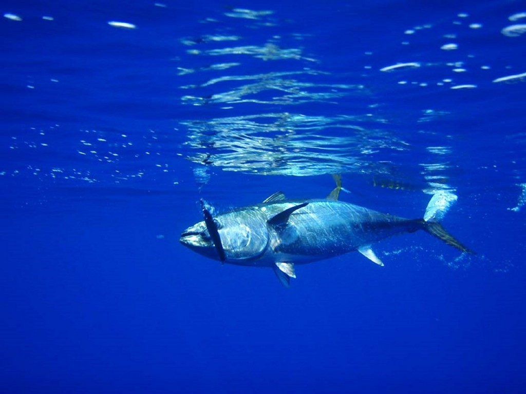 tuna-576938_1280