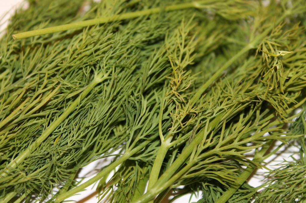 Dill