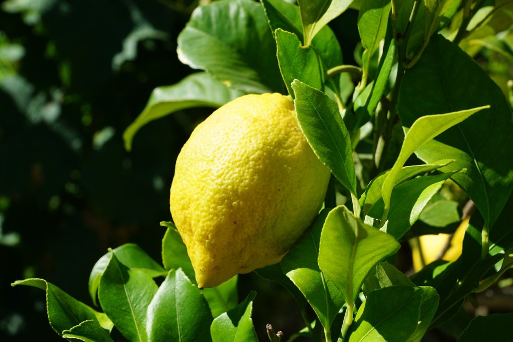 Wenn dir das Leben Zitronen gibt ... dann pflanze deinen eigenen Baum
