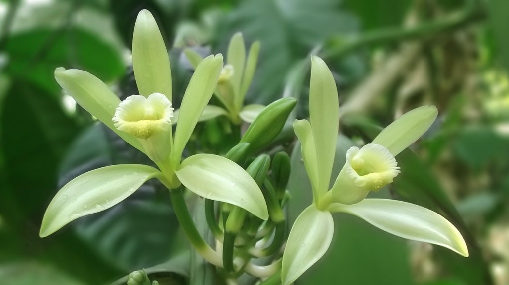 Vanilleblume
