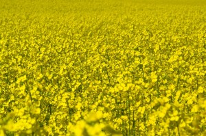 Rapsfelder mögen schön anzusehen sein, aber das daraus gewonnen Rapsöl sollte gemieden werden