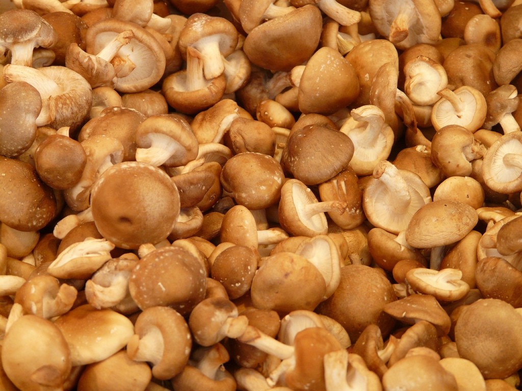 shiitake-7002_1280