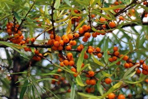 Sanddorn: Ein Kraftpaket voller wichtiger Nährstoffe