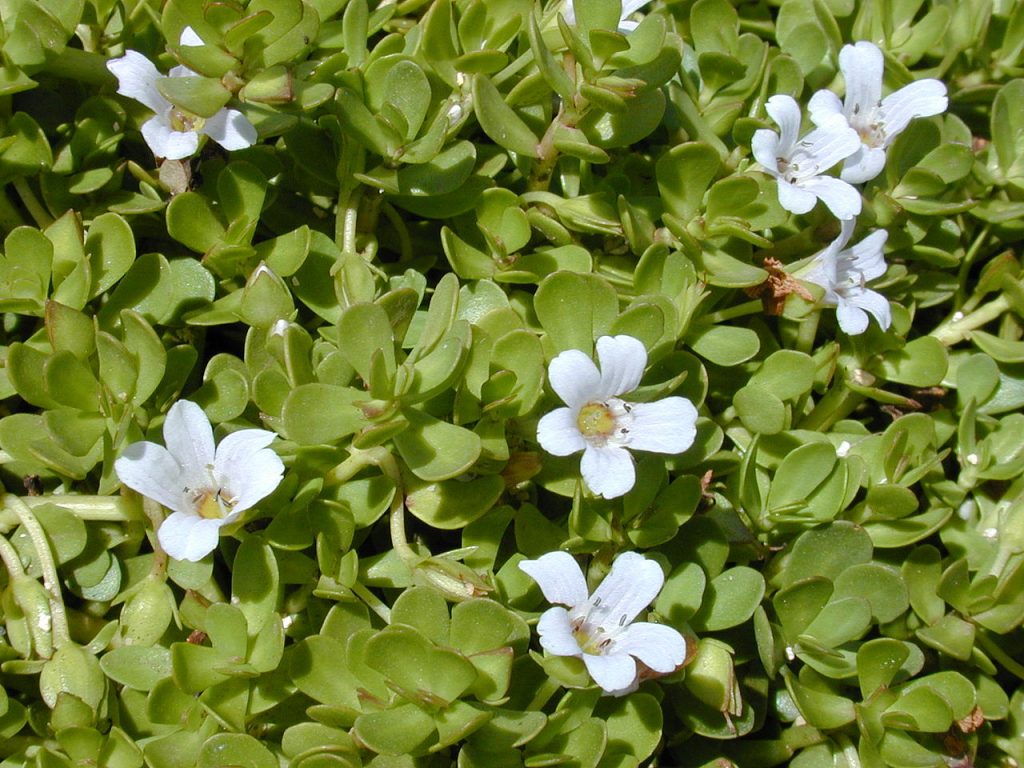 brahmi