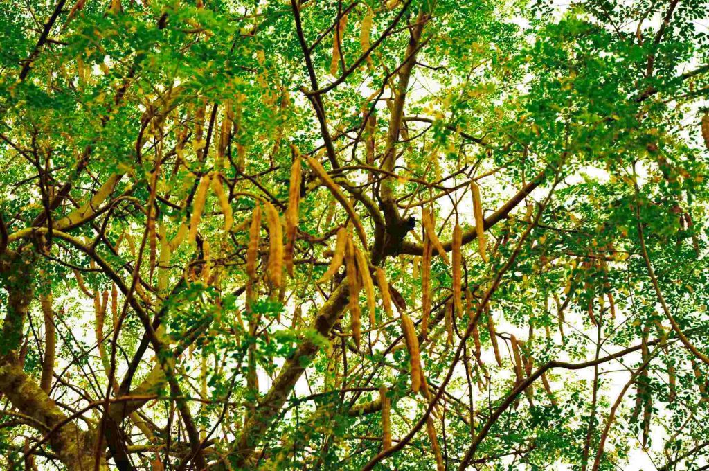 rsz_moringa