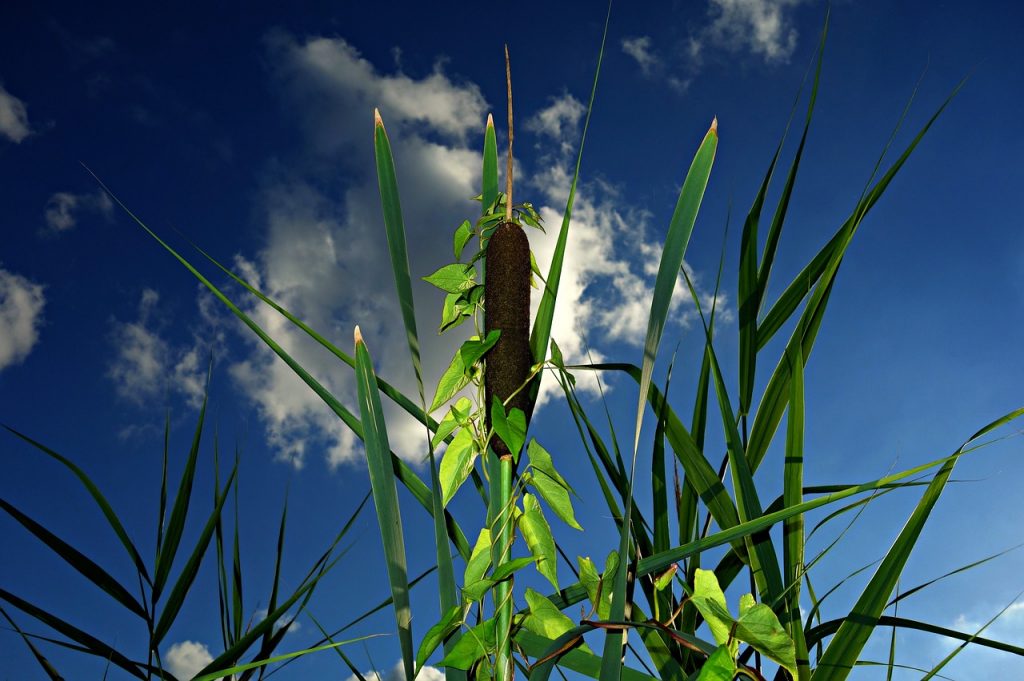 bulrush-1515995_1280
