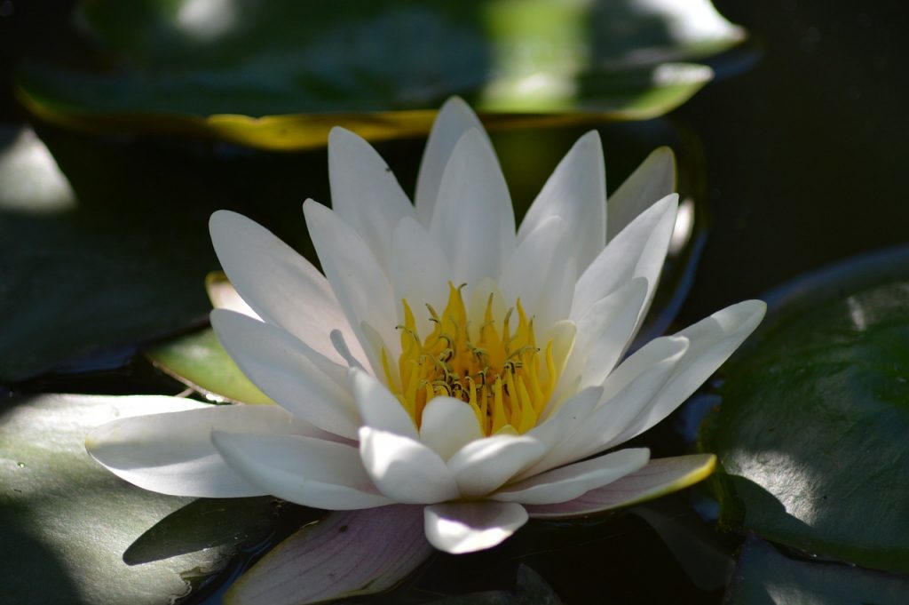 water-lily-140727_1280